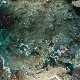 Hedgehog Coral, photo 2
