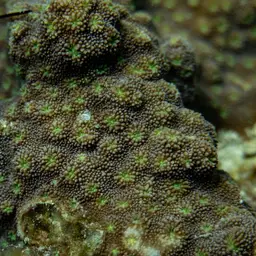 Hedgehog Coral, photo 3