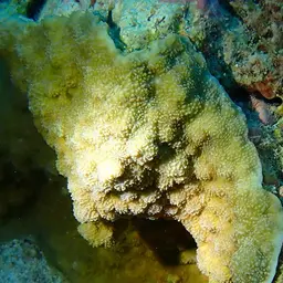 Hedgehog Coral, photo 4