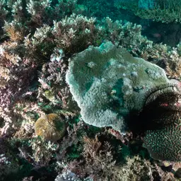 Hedgehog Coral, photo 5