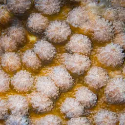 Hedgehog Coral, photo 6