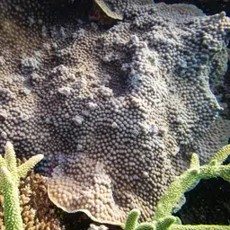 Hedgehog Coral, photo 7