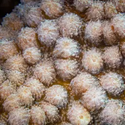 Hedgehog Coral, photo 1