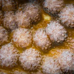 Hedgehog Coral, photo 8