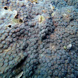Hedgehog Coral, photo 9