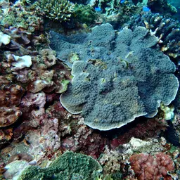 Hedgehog Coral, photo 10