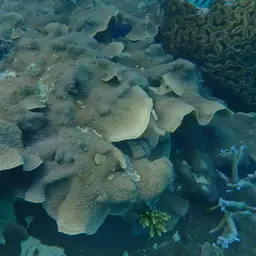 Hedgehog Coral, photo 11