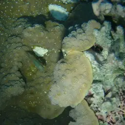 Hedgehog Coral, photo 12