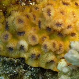Hedgehog Coral, photo 1
