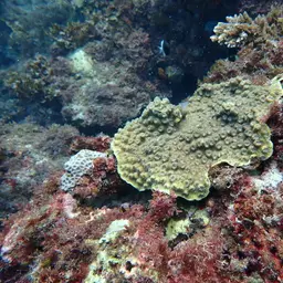 Hedgehog Coral, photo 2