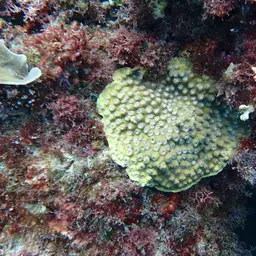Hedgehog Coral, photo 3