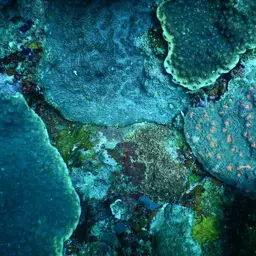 Hedgehog Coral, photo 4
