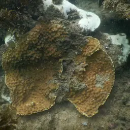 Hedgehog Coral, photo 5
