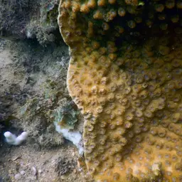 Hedgehog Coral, photo 6