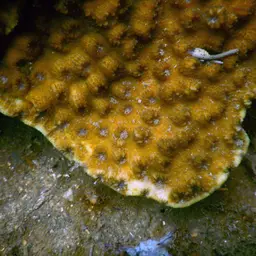 Hedgehog Coral, photo 7