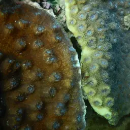Hedgehog Coral, photo 8