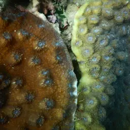 Hedgehog Coral, photo 9