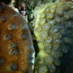 Hedgehog Coral, photo 10