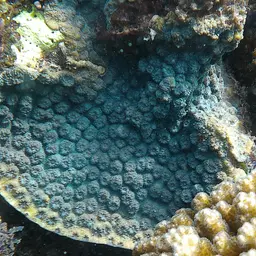 Hedgehog Coral, photo 11