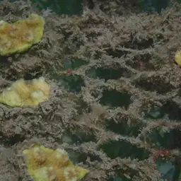 Hedgehog Coral, photo 12