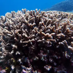 Hedgehog Coral, photo 2