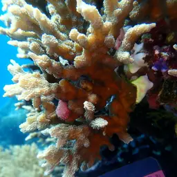 Hedgehog Coral, photo 3