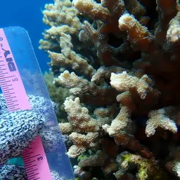 Hedgehog Coral, photo 4