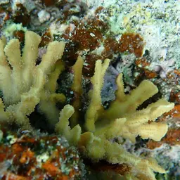 Hedgehog Coral, photo 5