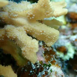 Hedgehog Coral, photo 6