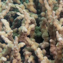 Hedgehog Coral, photo 7