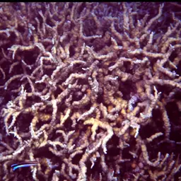 Hedgehog Coral, photo 8