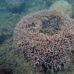 Hedgehog Coral, photo 9
