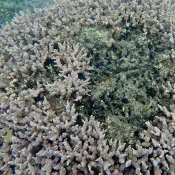 Hedgehog Coral, photo 10
