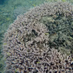 Hedgehog Coral, photo 11