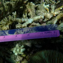 Hedgehog Coral, photo 12