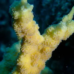 Hedgehog Coral, photo 1