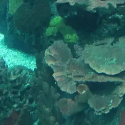 Spiny Plate Coral, photo 2