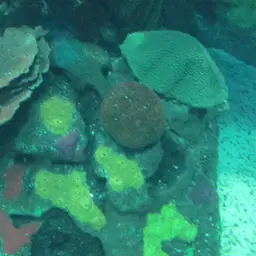 Spiny Plate Coral, photo 3