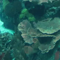 Spiny Plate Coral, photo 4