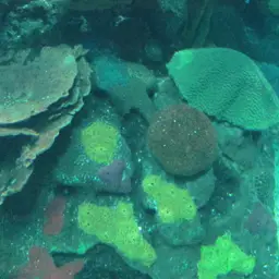 Spiny Plate Coral, photo 5