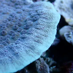 Spiny Plate Coral, photo 6