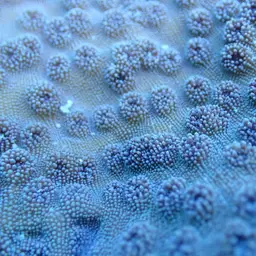 Spiny Plate Coral, photo 7