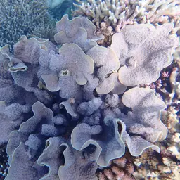Spiny Plate Coral, photo 8