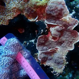 Spiny Plate Coral, photo 9