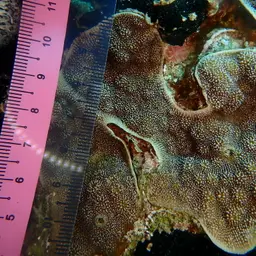 Spiny Plate Coral, photo 10