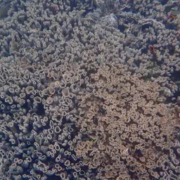 Spiny Plate Coral, photo 11