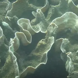 Spiny Plate Coral, photo 12
