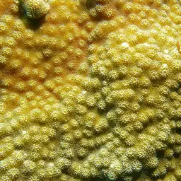 Spiny Plate Coral, photo 1