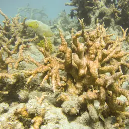 Hedgehog Coral, photo 2