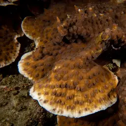 Hedgehog Coral, photo 3